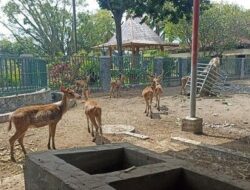 Bupati Tulungagung Soroti Kebun Binatang Mini Tak Terawat, Siapkan Langkah Tegas Evaluasi Anggaran