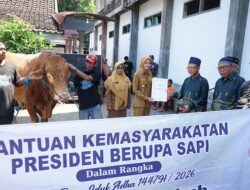 Sapi Kurban Presiden dan Pemkot Disalurkan, Mbak Wali: Semoga Membawa Kebahagiaan untuk Warga