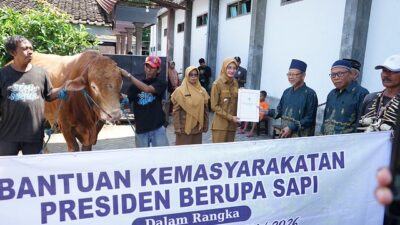 Sapi Kurban Presiden dan Pemkot Disalurkan, Mbak Wali: Semoga Membawa Kebahagiaan untuk Warga