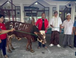 PDIP Tulungagung Salurkan Sapi Kurban di Masjid Kawasan Makam Kakek Bung Karno