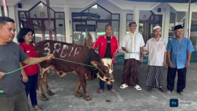 PDIP Tulungagung Salurkan Sapi Kurban di Masjid Kawasan Makam Kakek Bung Karno
