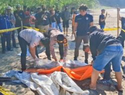 Mayat Perempuan Tanpa Identitas Ditemukan di Pantai Sine  Tulungagung