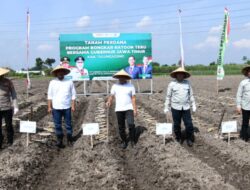 Tanam Perdana Bongkar Ratoon Tebu di Tulungagung, Perkuat Langkah Menuju Swasembada Gula Nasional