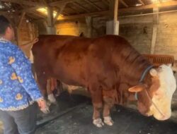  Nyaris Mati karena PMK, Sapi Jumbo Milik Peternak Trenggalek Jadi Kurban Presiden RI