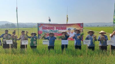 Panen Bawang Merah di Panggungrejo, Pemkab Blitar Tegaskan Komitmen Perkuat Sektor Pertanian