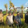 Hadiri Tradisi Methik Padi di Kalidawir, Plt Bupati Tulungagung Perkuat Dukungan Ketahanan Pangan