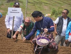Bupati Arifin dan Kapolres Trenggalek Tanam Bawang Putih, Dukung Percepatan Swasembada Pangan